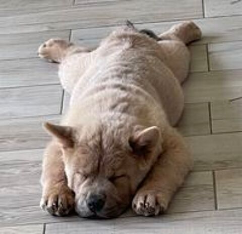    À SAISIR BB CHOW CHOW MÂLE POIL COURT CINAMON LOF 