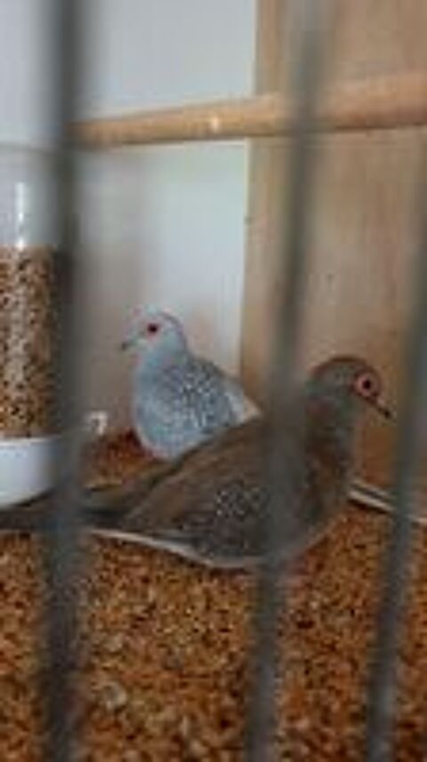   Couple Colombes diamant plusieurs disponible 