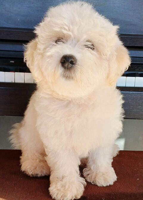 splendide chiot Bichon  mâle  de 2 mois  550 97190 Le gosier