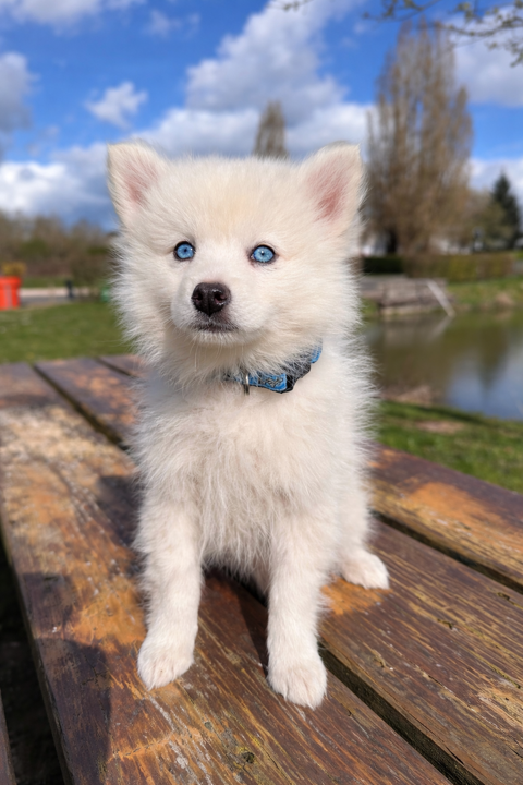 Chiot mini Pomsky f3 facilit&eacute;es de paiement possible 1700 78000 Versailles
