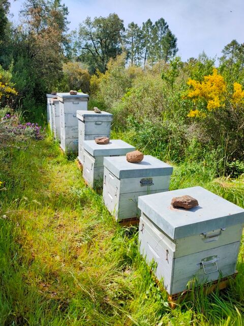 rucher + mat&eacute;riel apiculture 5000 06110 Le cannet