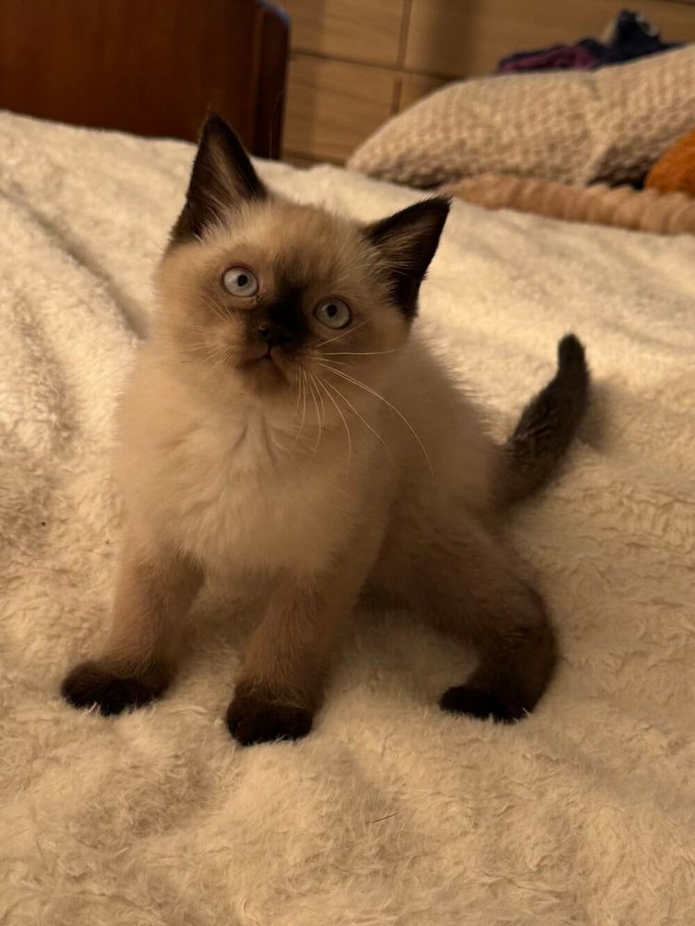   Chatons British Shorthair  