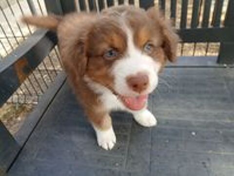   chiots bergers australiens LOF 