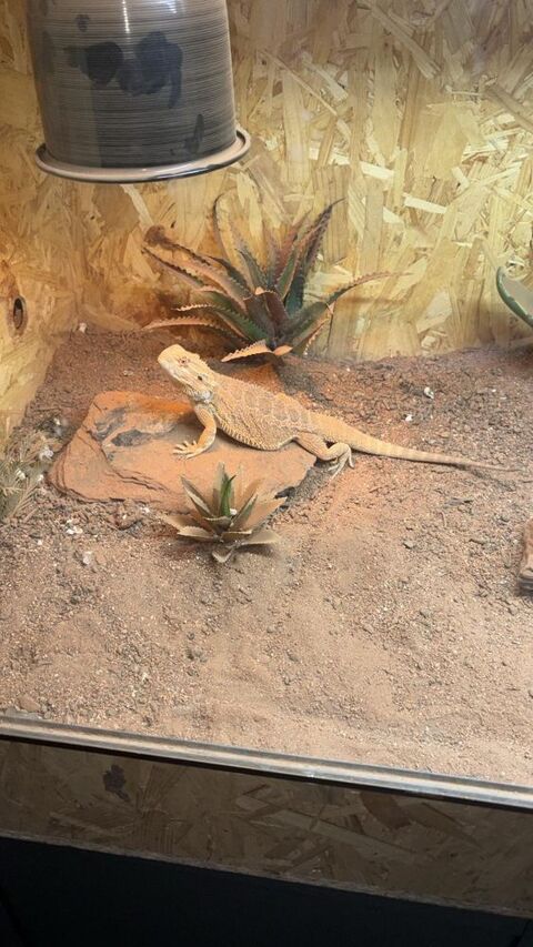 Pogona + &eacute;levage de blatte +  mat&eacute;riel int&eacute;gral 800 74210 Seythenex