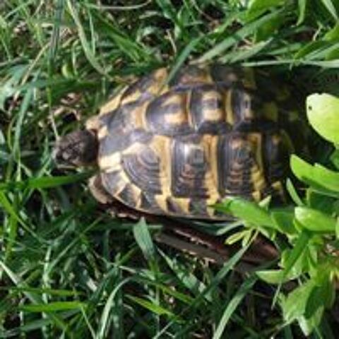   Tortues 