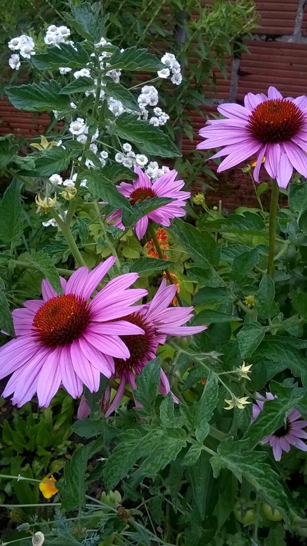 Echinac&eacute;e rose graines Jardin