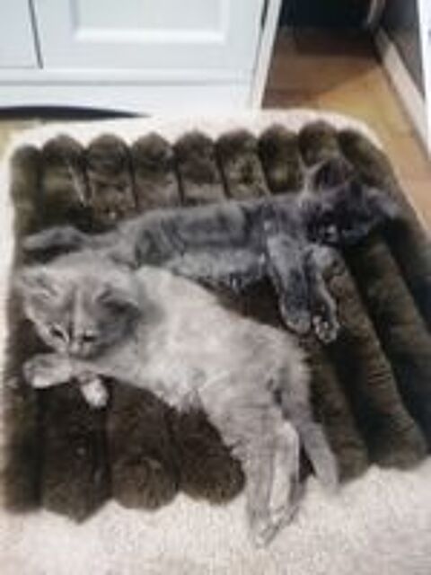   2 chatons
Mère sacrée de Bimanie
