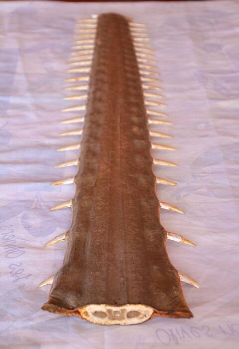 Rostre Requin Soyaux (16)