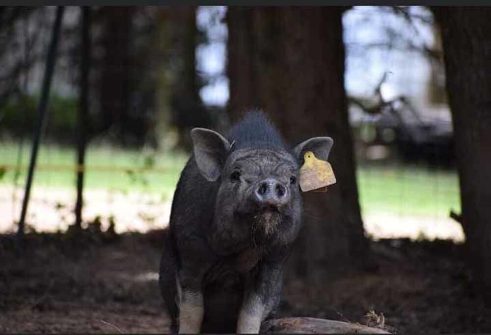   VAYA, adorable cochon vietnamien  l'adoption 