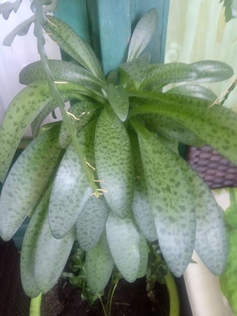 Plante et aromatiques 5 Basse-Terre (97)