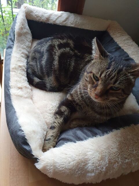 ANGEL, chat tigré 3 ans 100 34000 Montpellier