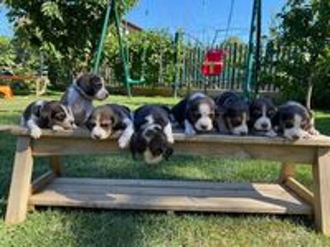   CHIOTS BEAGLES DISPONIBLE A PARTIR DU 15 MAI 2025 