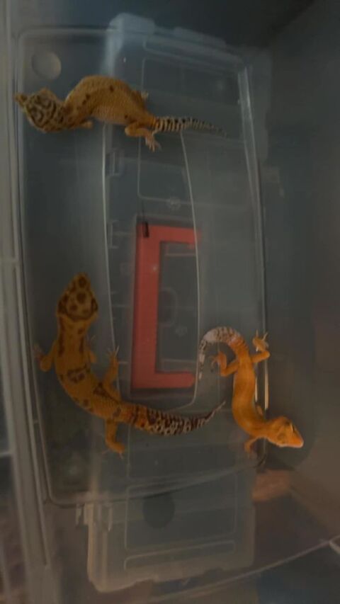 3 gecko 170 59200 Tourcoing