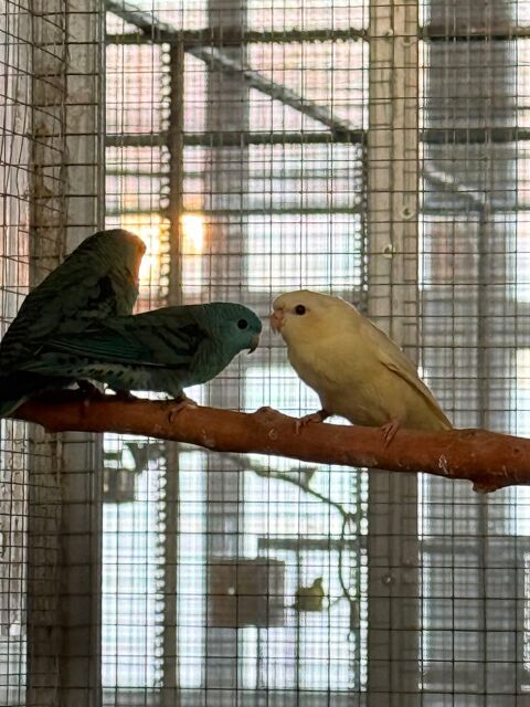 Perruche Catherine ; Perruche moineau 40 51240 Pogny