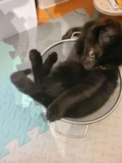   Adorable chaton noir à l'adoption 