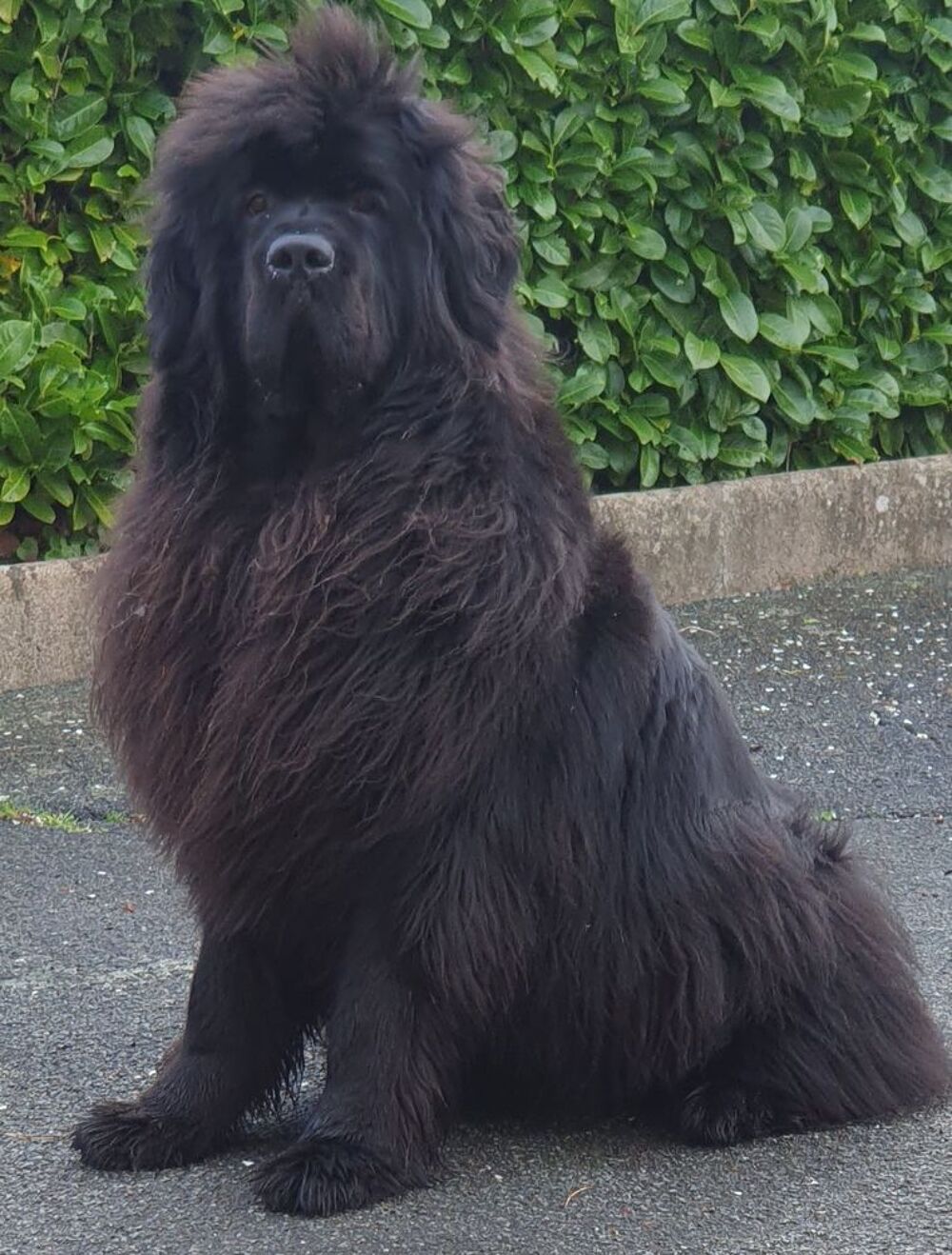   DE CHIOT TERRE NEUVE LOF 