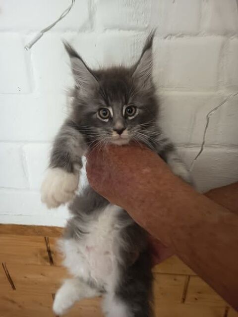 Chatons maine coon males et femelles 749 07600 Vals-les-bains