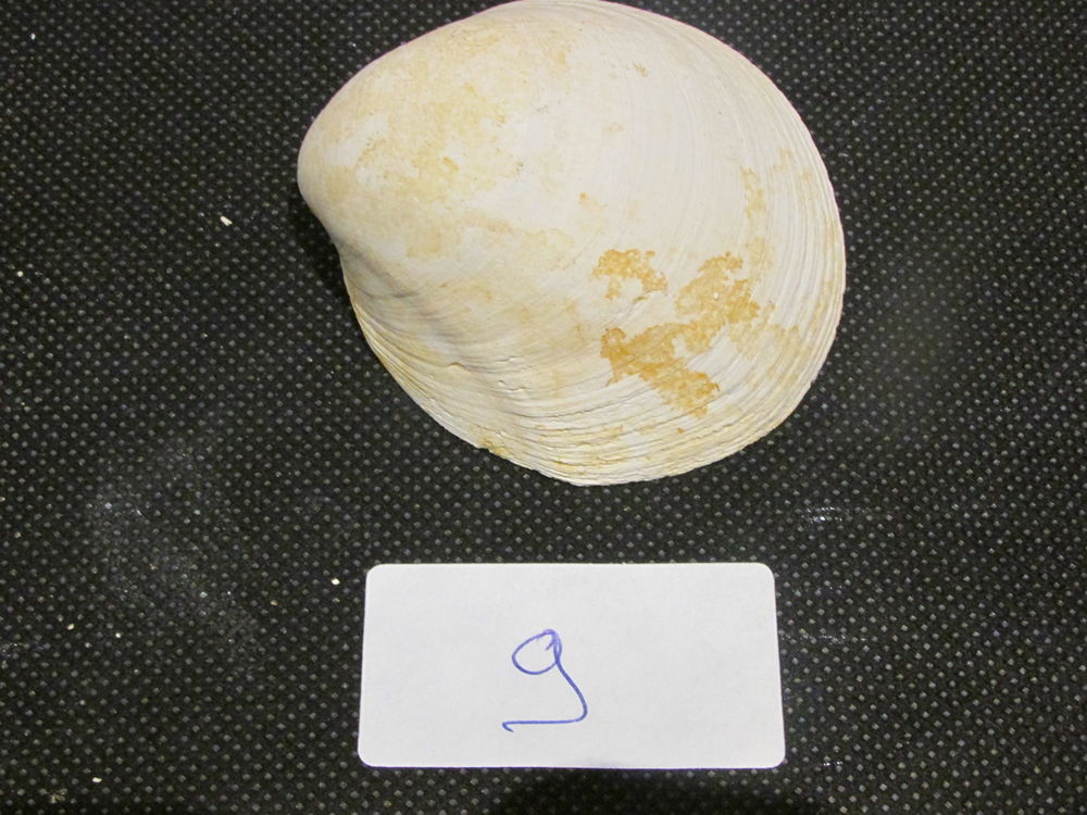 fossile de Bordeaux 