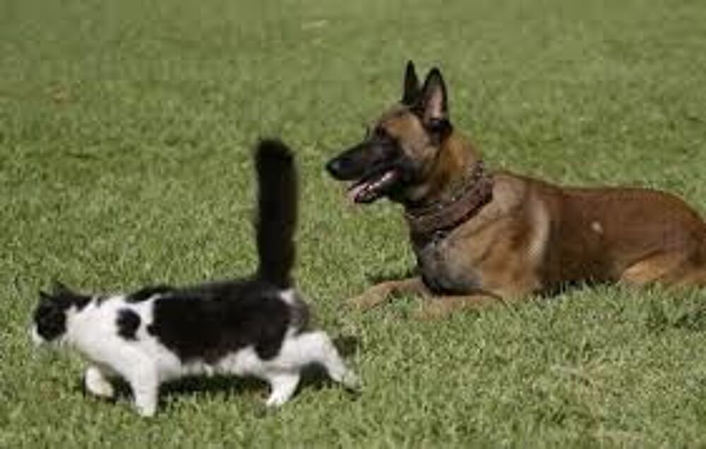   garde d'animaux � domicile 