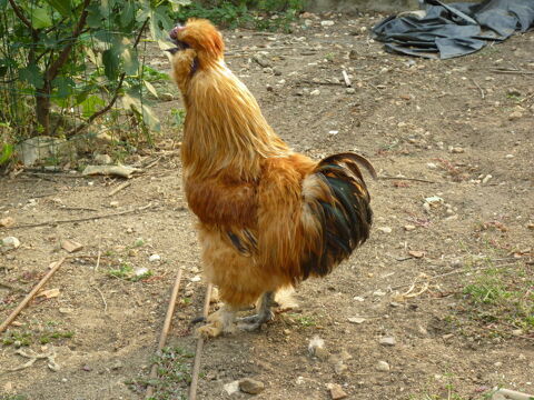 Beau coq Soie 2024 10 36370 Prissac