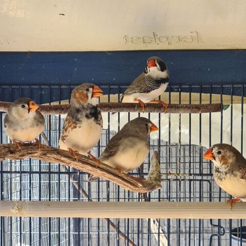 Lot 5 mandarins diamants &agrave; Caudrot 33 40 33490 Caudrot