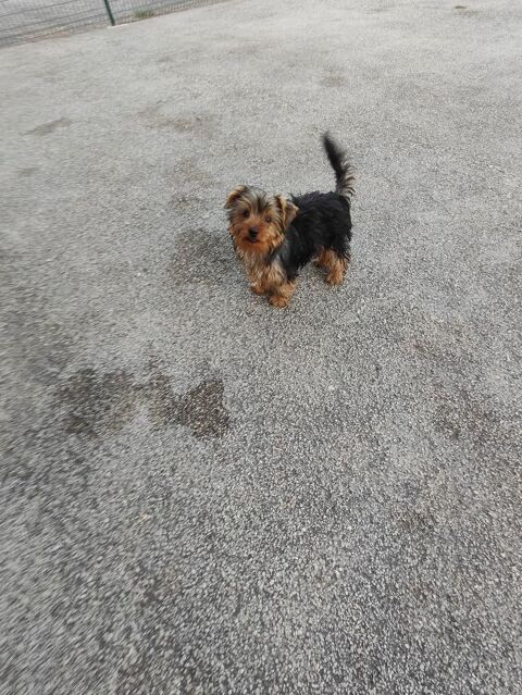 Chiot male Yorkshire terrier . 950 87320 Darnac
