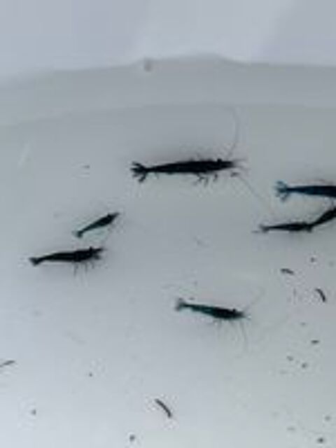   Crevettes bleues  