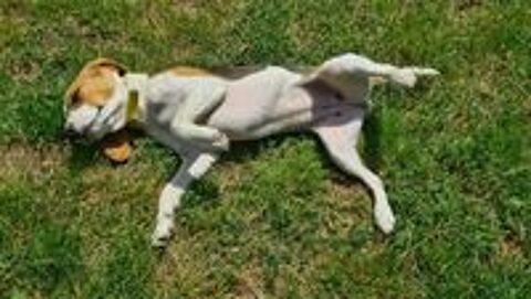   ALICE femelle type beagle 8 mois 