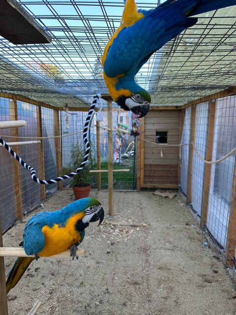 Couple ara 2500 27500 Campigny