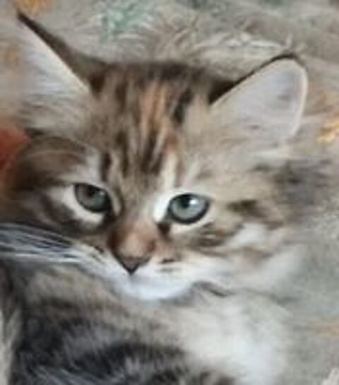   Chatons femelles Sibériennes LOOF 