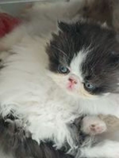   chaton persan loof 
