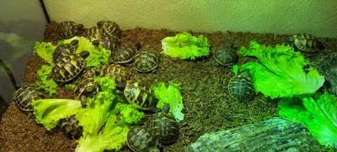 B&eacute;b&eacute;s tortues terrestres n&eacute;s 08-2026 70 91460 Marcoussis