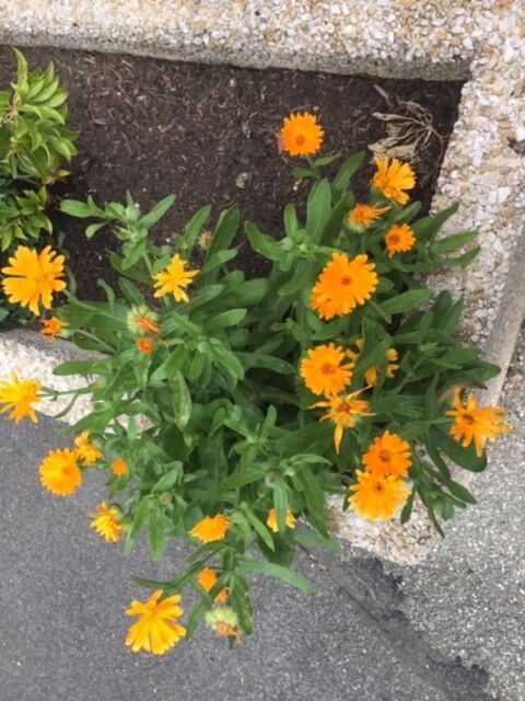 FLEURS ROBUSTES AU GEL 3 Maisons-Alfort (94)