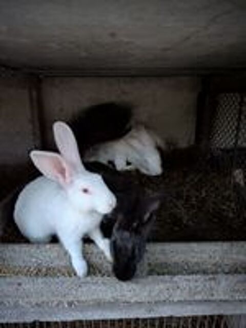   Lapin mâles  