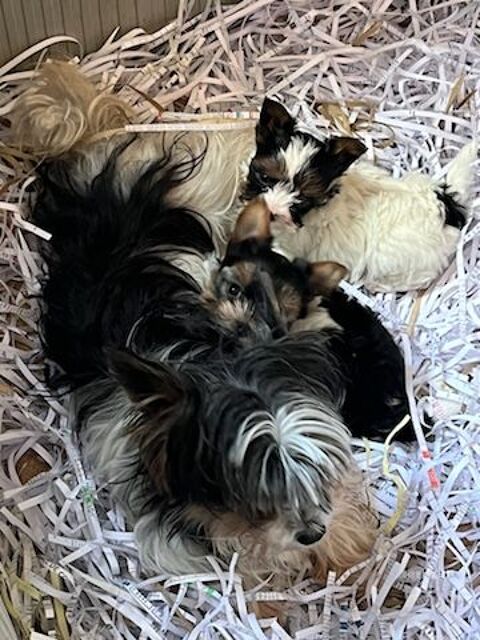 1 adorable chiot biewer-yorkshire 1000 38540 Saint-just-chaleyssin