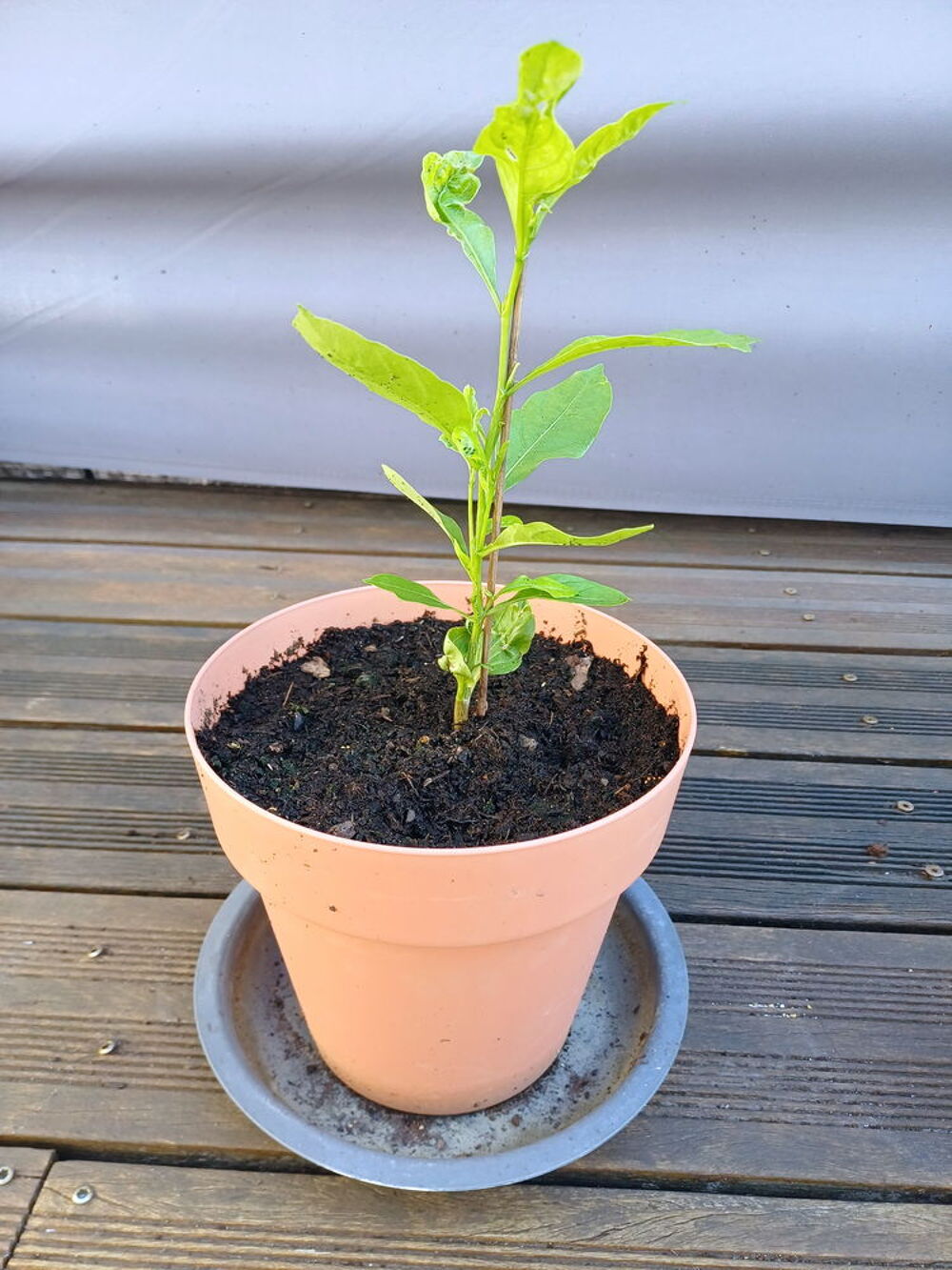 Adorable BAOBAB hauteur 40cm Jardin