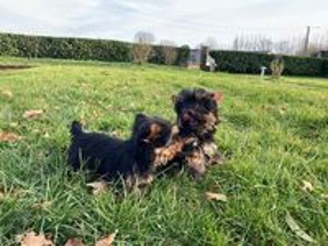   chiots yorkshires 
