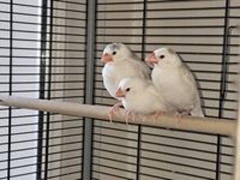   3 Paddas blancs sevr�s � donner... 