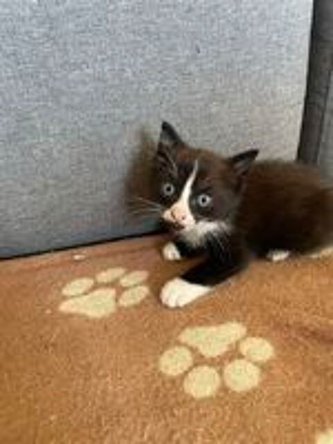   donne chaton 