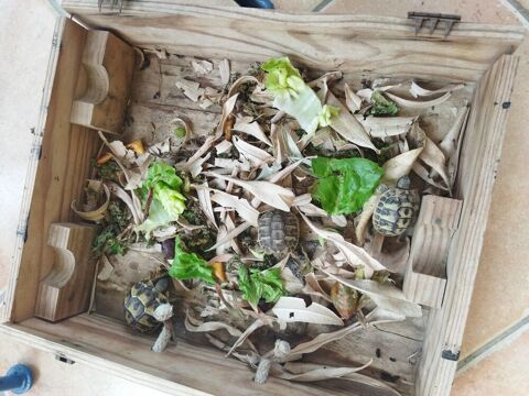 Reptile/Tortues Herman 40 34470 Pérols