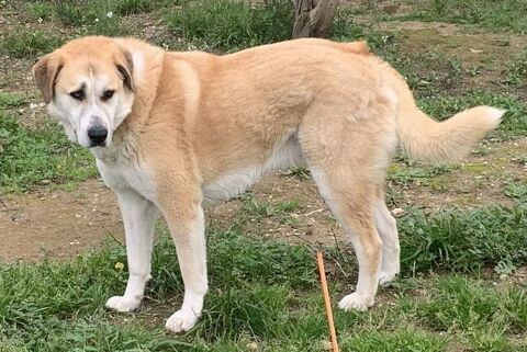 CHAUSSETTE, chien type berger , 3 ans 220 34220 Saint-pons-de-thomi�res