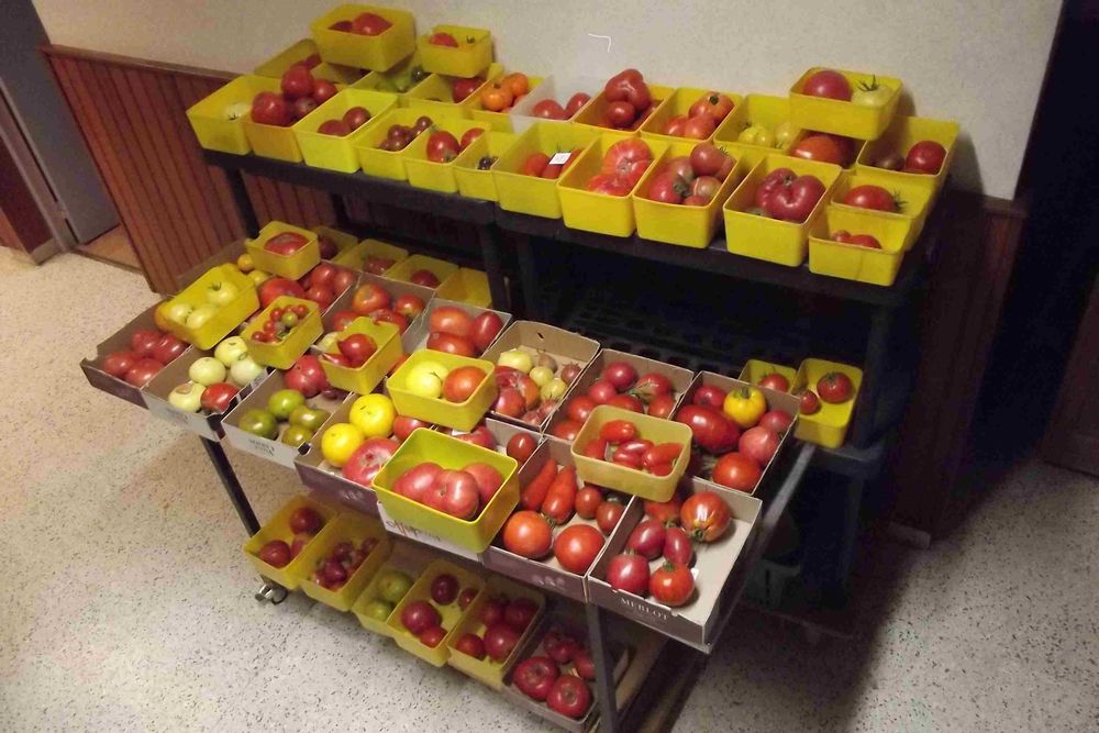 graines tomates anciennes Jardin