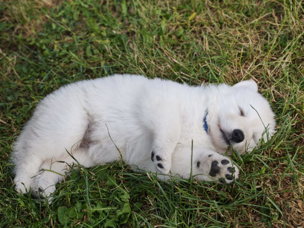   Chiots femelles Berger Blanc Suisse LOF (à réserver) 