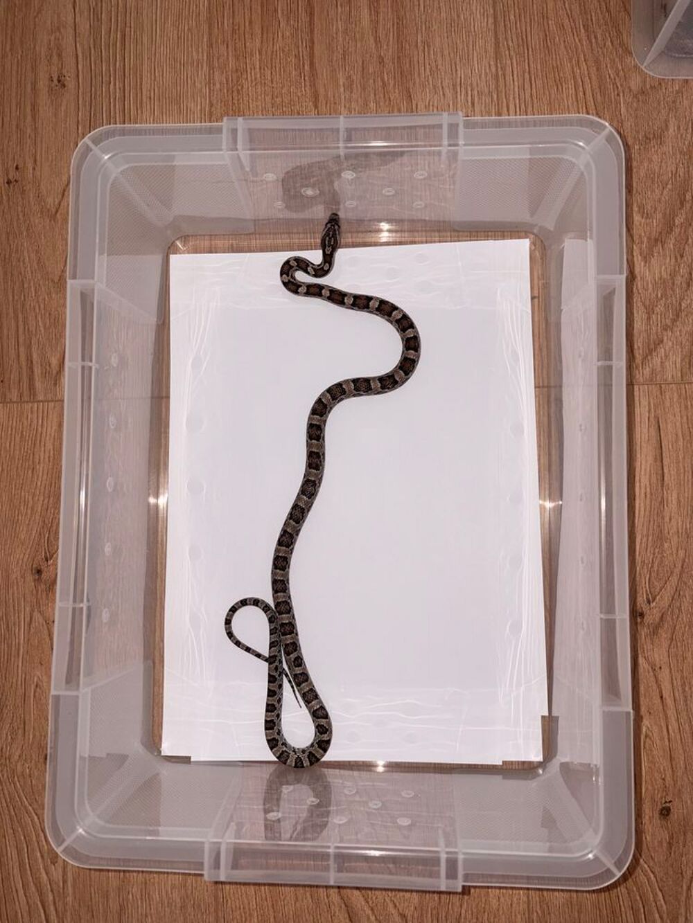   Jeune Pantherophis Guttatus Anery het scaleless  