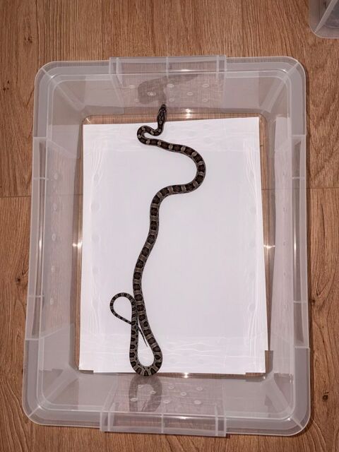 Jeune Pantherophis Guttatus Anery het scaleless 75 77170 Brie-comte-robert