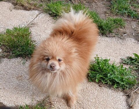 Femelle type spitz 900 82200 Moissac