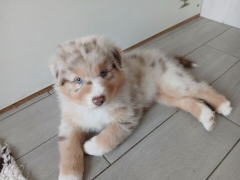 chiots bergers australiens LOF 1150 37240 Le louroux