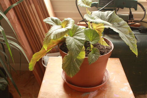 Bgonia maculata, plante d'intrieur 4 Saint-Grand (56)