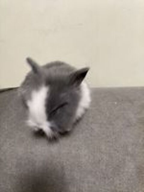   
3 lapins d un mois a voir et recup�rer sur place
