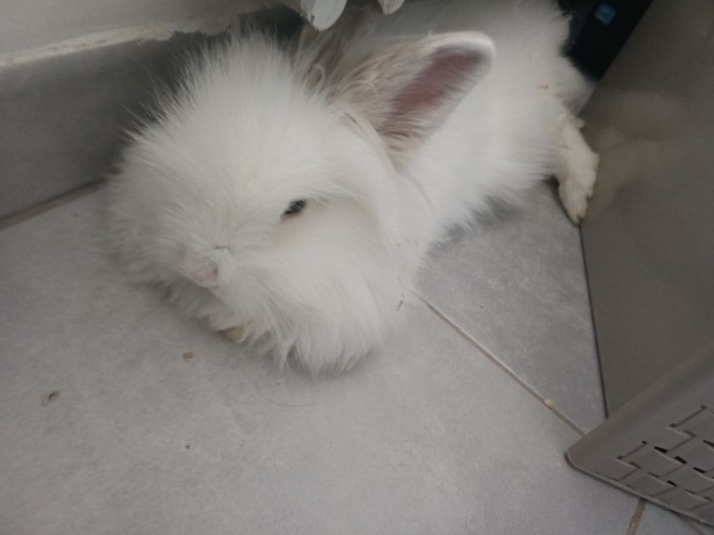   Lapin nain angora 7 mois 